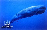 �������ͼ