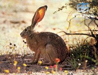 �������ͼ