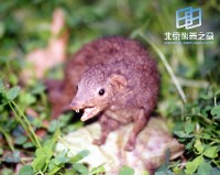 �������ͼ