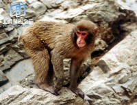 �������ͼ