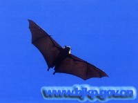 �������ͼ