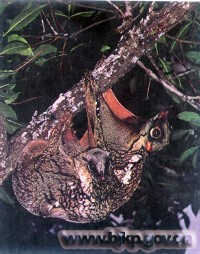 �������ͼ