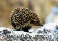 �������ͼ