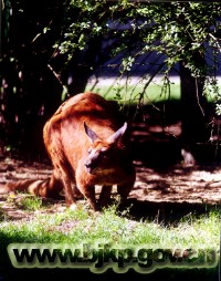 �������ͼ