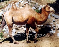 �������ͼ