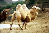 �������ͼ