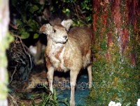 �������ͼ