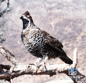 �������ͼ