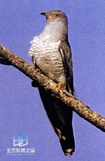 �������ͼ