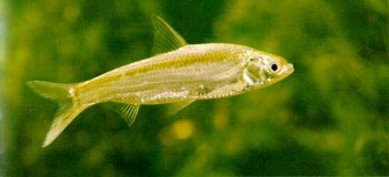 ����,����,�ⲱ��,�����,����