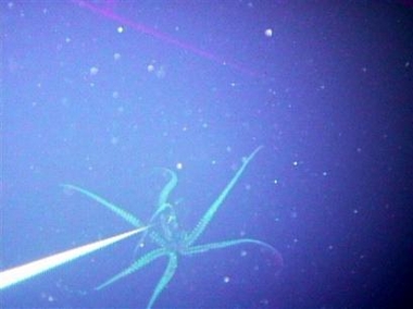 ����ϵ���������:ӵ�������۾�