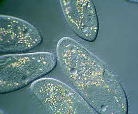 �������Ƕ����з�������������ԭ������