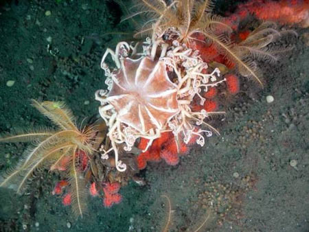 ̫ƽ�󺣵׵��������˷���