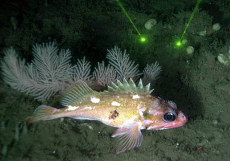 ̫ƽ�󺣵׵��������˷���