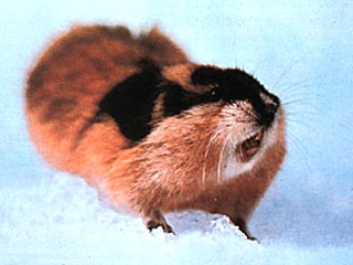 �Ƽ�ʱ��_���������*���� ���˾�̾���Ǽ���(ͼ)