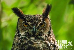 �Ƽ�ʱ��_�����۾��İ��أ�è��Ϊ���ںڰ��з���(ͼ)