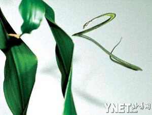 �ҿ����ߡ����衱֮�գ�ҡ���߹ǲ�������(ͼ)