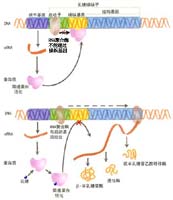 ���ǲ�����