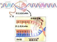 �Ŵ���Ϣ��ת¼��DNA��RNA