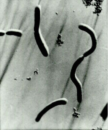 ������羵��Ƭ