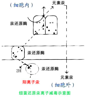 ϸ������ģ��ʾ��ͼ