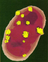 ���׿��ϸ˾����ӵ����������пɼ�ϸ�������������ӿ�����