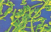 �׺����˾�