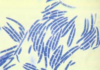 ��΢�����������ķ�������