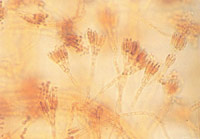 ��΢���µ���ù��