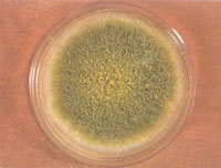 �����������ϵĻ���ù