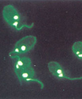 ��ӫ�⿹��Ⱦɫ֮ԭ������