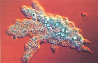 ������������΢���������ά������γ�