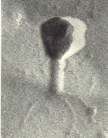 ��ͶӰ���۲쵽���ɾ�����̬