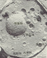 ������΢���¹۲쵽�ı���ʴ�̷��Ʊ��Ľ�ĸ���ڲ��ṹ