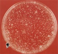 �����е�ϸ��