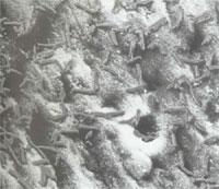 �����ϵ�ϸ��