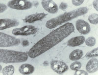 ���ž���Ƭ