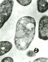 ��������������ɫ����ϸ����