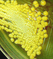 ��в����׶����Ͼ���Burkholderia cepacia���ľ���