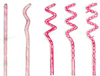 ���߾��ķ�ֳʾ��ͼ