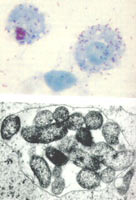 ���˴�����