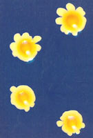 ������˾��ļ嵰�ξ���