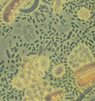 ��ˮ���ϸ��Ⱥ��