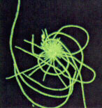 ����������̬