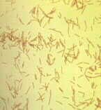 �󳦸˾�����̬