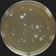 �����з��߾���ƽ�����