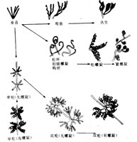 链霉菌的各种孢子丝形态