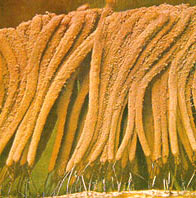 ��������һ��ճ����