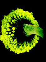 ��ù�ķ�������ͷ��ͼ