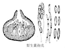 ù�����������ӡ�a�����ҹ���b�����ң�c��α��˿��d����������